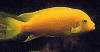 fish_yellow_zebra_6.jpg